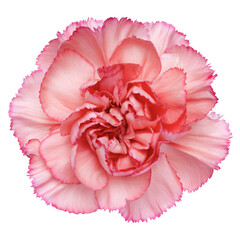 Top view of Pink Carnation flower isolated on white background.studio shot.