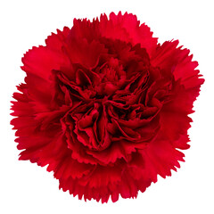 Top view of red  Carnation flower isolated on white background.studio shot.