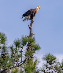 american bald eagle