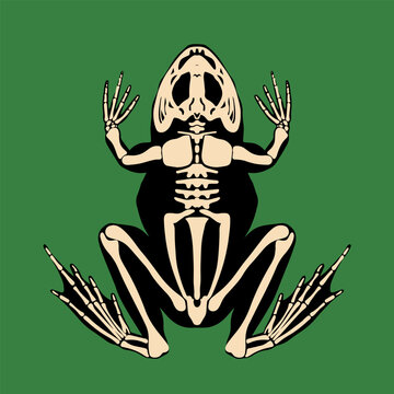 Frog skeleton. Vector illustration in a flat, cartoon style. Suitable for post prints, fabric design