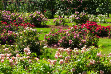 elizabeth park rose garden west hartford