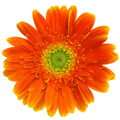Top view of orange Gerbera flower isolated on white background.Studio shot.
