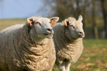 Fototapeta premium Two female Flemish sheep ewes