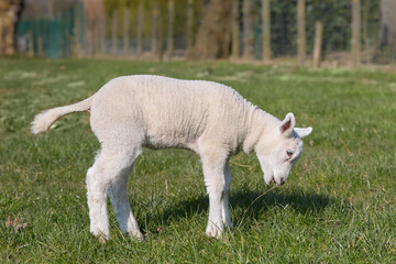 Naklejka na ściany i meble Young white lamb plays in the meadow