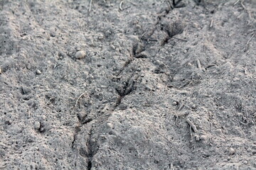 Row of bird footprints in the sand surrounded with small rocks and twigs at sunset