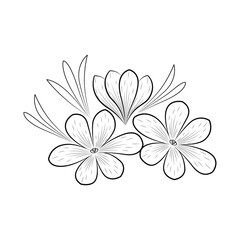 Crocus or saffron flower. Floral botanical flower. Isolated illustration element. Vector hand drawing wildflower