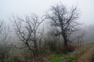 Landscape of Karadag Reserve in spring. View of trees on mountain in fog and clouds. Crimea