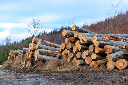 Fallen beech trunks on a forest road near Gaishaus near Ravensburg in Baden-Würtemberg on a cloudy day in winter