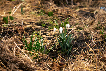 the snowdrop is blooming in the garden