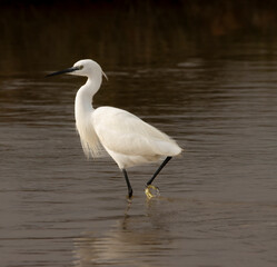 heron with reflection in lagoon of tavira portugal
