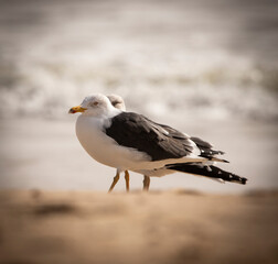 Obraz premium Seagull on Green Beach Vila Real de San Antonio Portugal