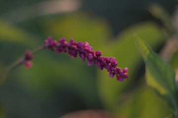 close up of a flower