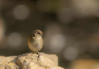 Chiffchaff on stone of a pond