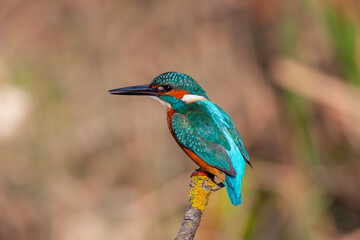 colorful bird spying on its prey on dry branch,Common Kingfisher, Alcedo atthis