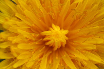 macro photos of flowers taked in the park