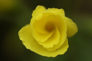 macro photos of flowers taked in the park