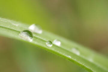 macro photos of flowers taked in the park