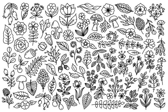 Line art nature elements set. Collection of forest design elements as mushrooms, plants, herbs, flowers, branches, leaves, acorns in line art doodle style.