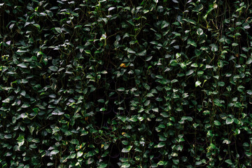 background of green leaves dark theme