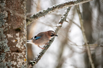 a wild and beautiful jay bird sits on a branch and looks out for food on a frosty winter day