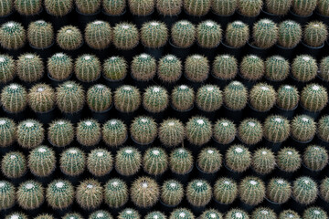 background of a lot of cactuses (pattern)