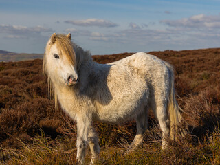 Shropshire pony on a heather covered hill