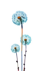 Dandelions, vector design with transparent background 