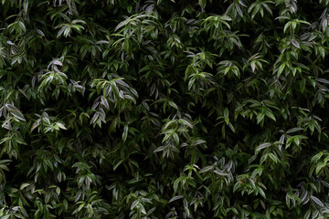 wall of green leaves (background)