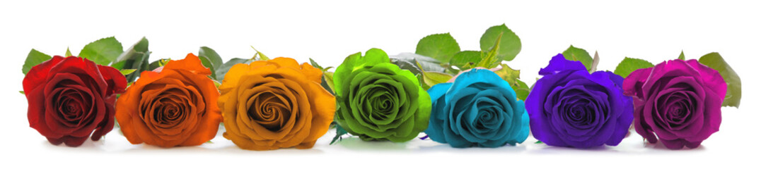 A single line of rose heads facing forwards in red, orange, yellow, green, turquoise, indigo and...