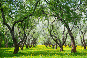 Blooming apple trees with green grass and yellow dandelions in spring