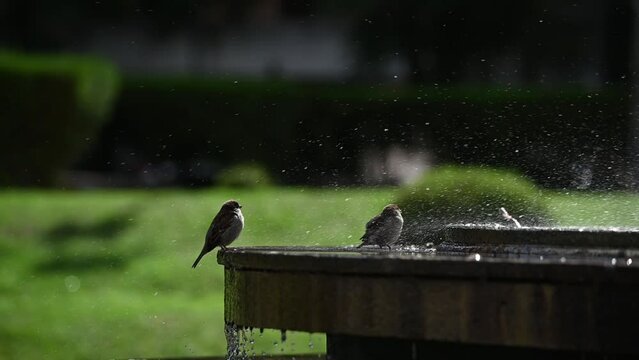 Gorri&oacute;n com&uacute;n ba&ntilde;andose en fuente, Rosario, Argentina