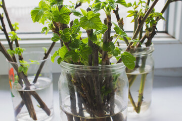 currant cuttings, twigs of currants with green leaves stand in a jar of water on the windowsill