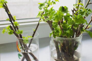 currant cuttings, twigs of currants with green leaves stand in a jar of water on the windowsill