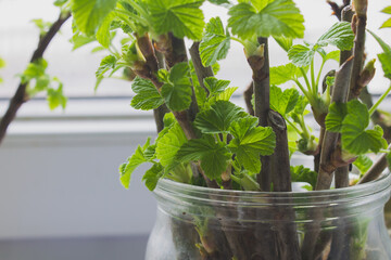 currant cuttings, twigs of currants with green leaves stand in a jar of water on the windowsill