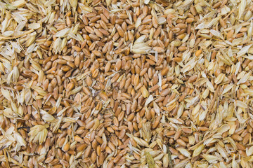 littered raw wheat grain, wheat grain waste, chaff of wheat