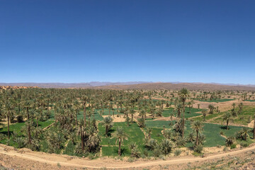 Fototapeta na wymiar Morocco Desert Green Vegetation Scenery