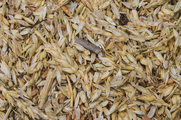 littered raw wheat grain, wheat grain waste, chaff of wheat