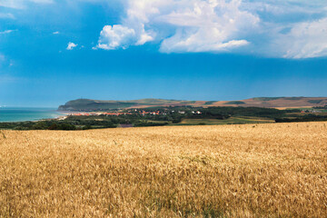 wheat field and blue sky