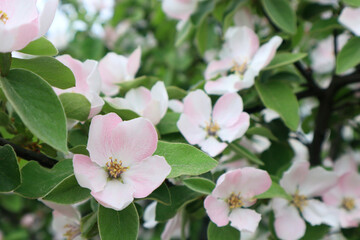 Obraz na płótnie Canvas Spring blooming garden. Apple trees in bloom. 