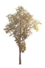 Tree isolated on white background.Clipping path. - 575657654
