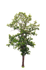 Fototapeta premium Tree isolated on white background.Clipping path.