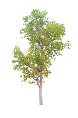 Tree isolated on white background.Clipping path.