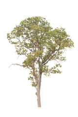 Tree isolated on white background.Clipping path. - 575657874