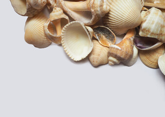 Sea shells on the grey background. Text field with seashells on the top border.