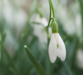 Beautiful close-up of a snowdrop