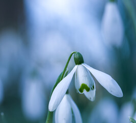 Beautiful close-up of a snowdrop