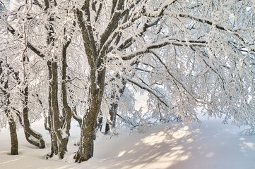 Winterwald auf dem Creux du Van