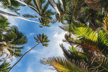 Sainte-Anne, Martinique, FWI - Anse Michel beach