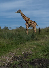 Giraffes in Tsavo East and Tsavo West National Park Kenya