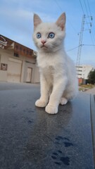 Ce chat blanc est tellement mignon avec ses grands yeux bleus ! Sa fourrure immaculée ajoute à...